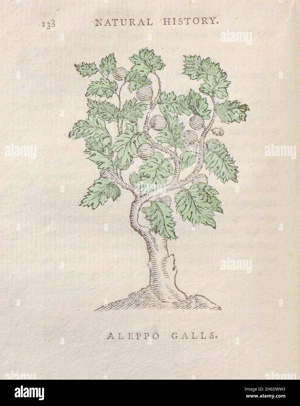 Aleppo Galls from the book ' The beauties of the creation ', or, a new moral system of natural history : in five volumes: consisting of quadrupeds, birds, fishes and reptiles, trees and flowers, &c. &c. v.5 Trees Printed in London by George Riley in 1793 Stock Photo