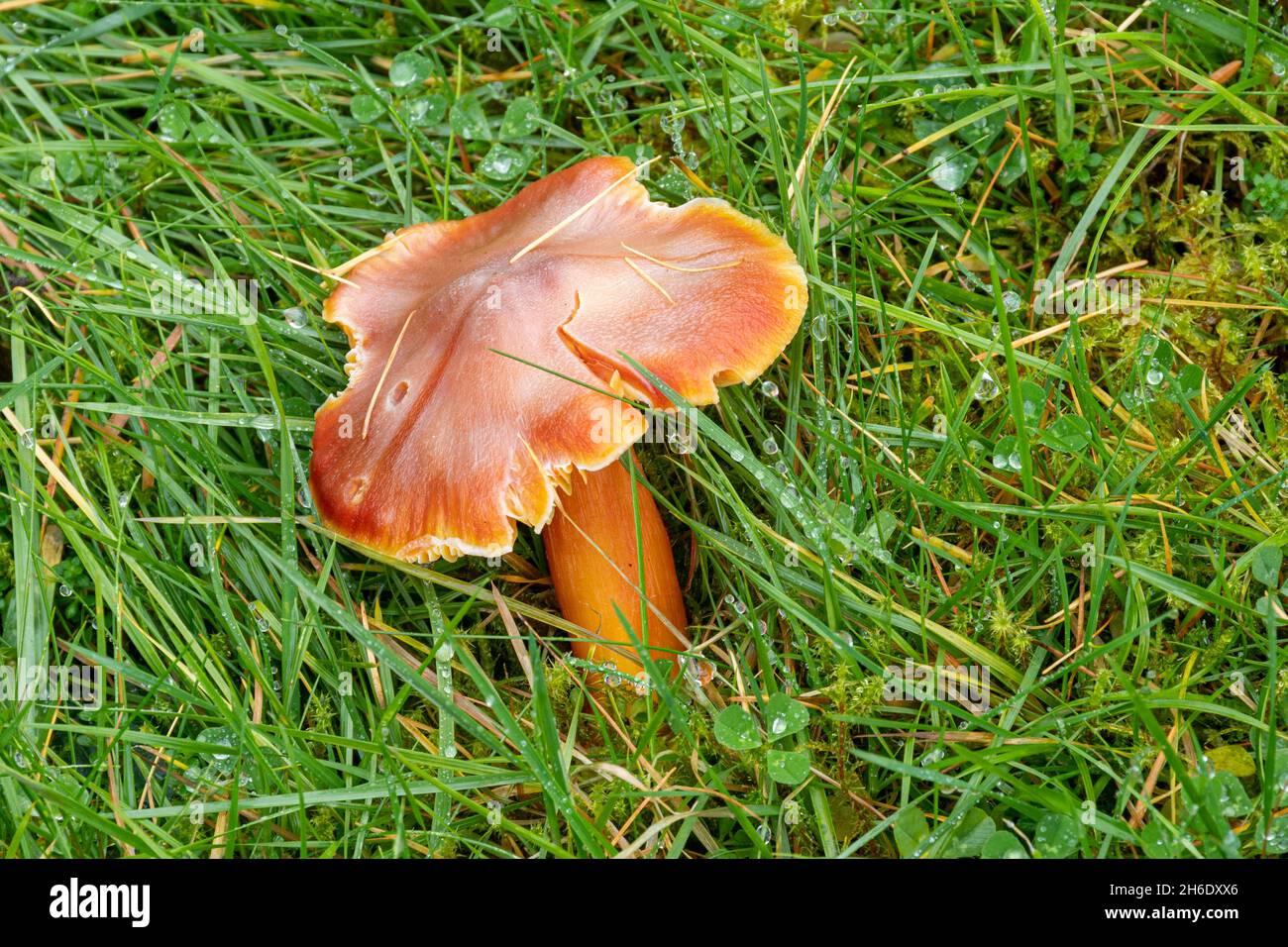 Close-up of an orange-red waxcap toadstool mushroom fungus growing among wet grass during autumn, England, UK (Hygrocybe sp.) Stock Photo