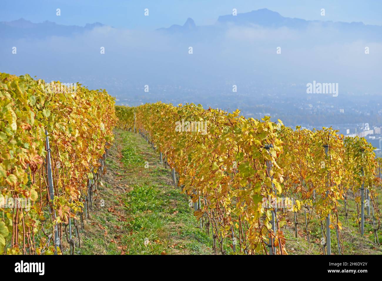 Lines of trellised vines by Lake Geneva in the UNESCO listed area of