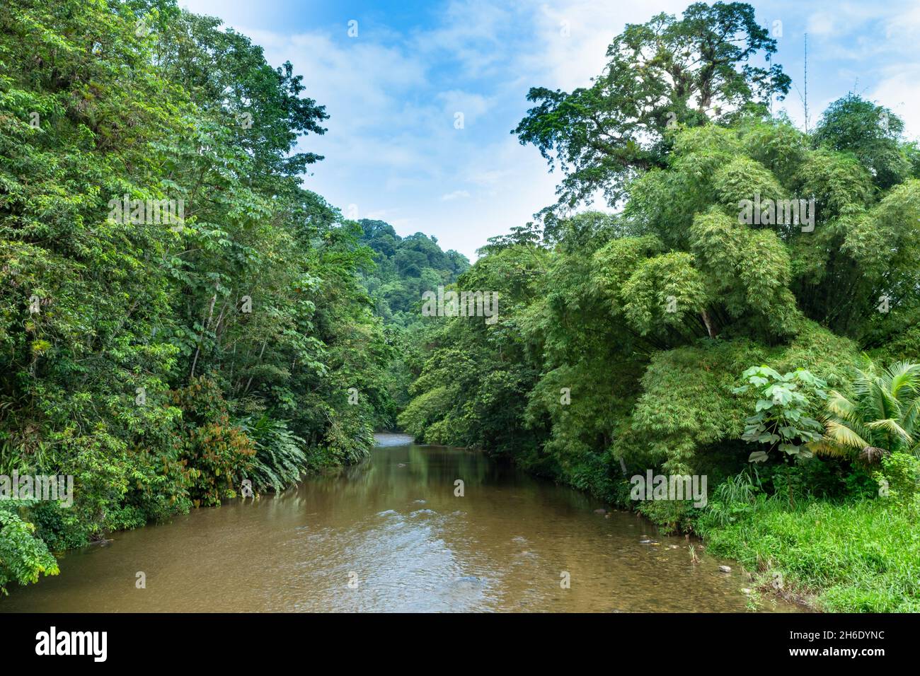 A calm river cutting through lush tropical forest in Grand Riviere, a village in Trinidad and Tobago, West Indies. Stock Photo
