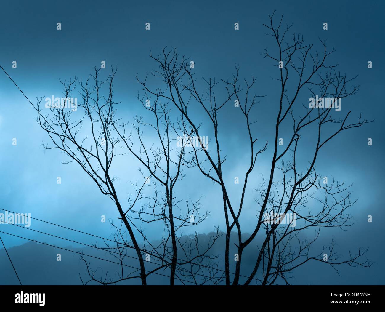 Landscape of a simplistic dead tree shrouded in mist at twilight. Stock Photo