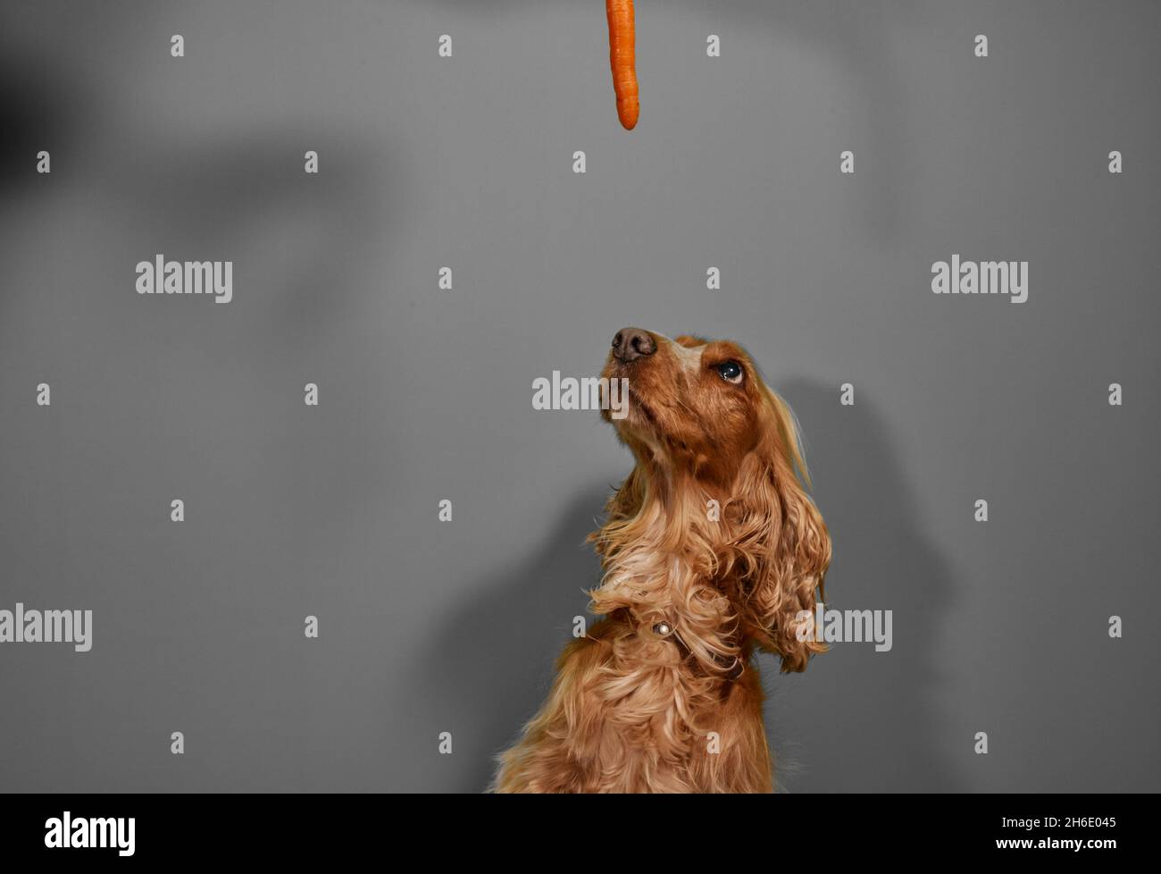 Are Carrots Good For A English Cocker Spaniel are-carrots-good-for-a-english-cocker-spaniel