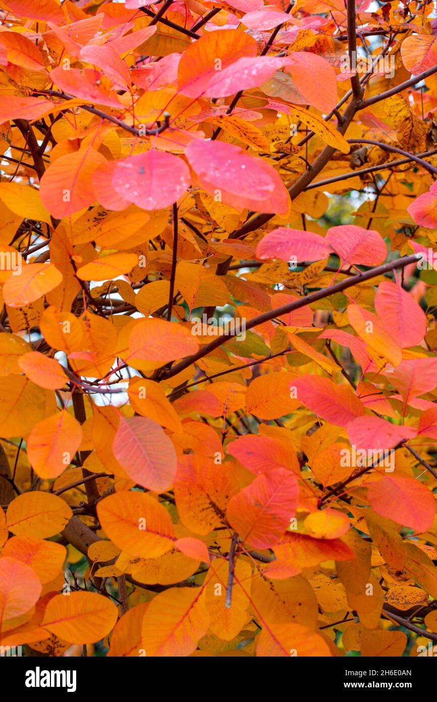 Autumn leaves Stock Photo
