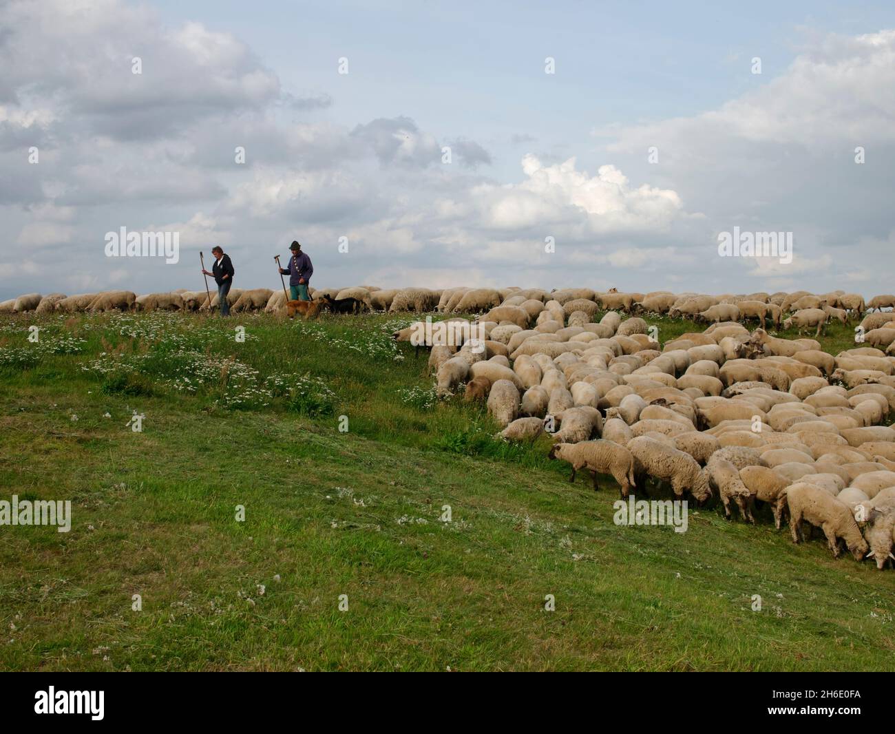 Flock of sheep, guarded by two shepherders and a sheepdog grazing on a dike of the river Elbe near Tespe, Elbmarsch, Niedersachsen, Germany. Stock Photo