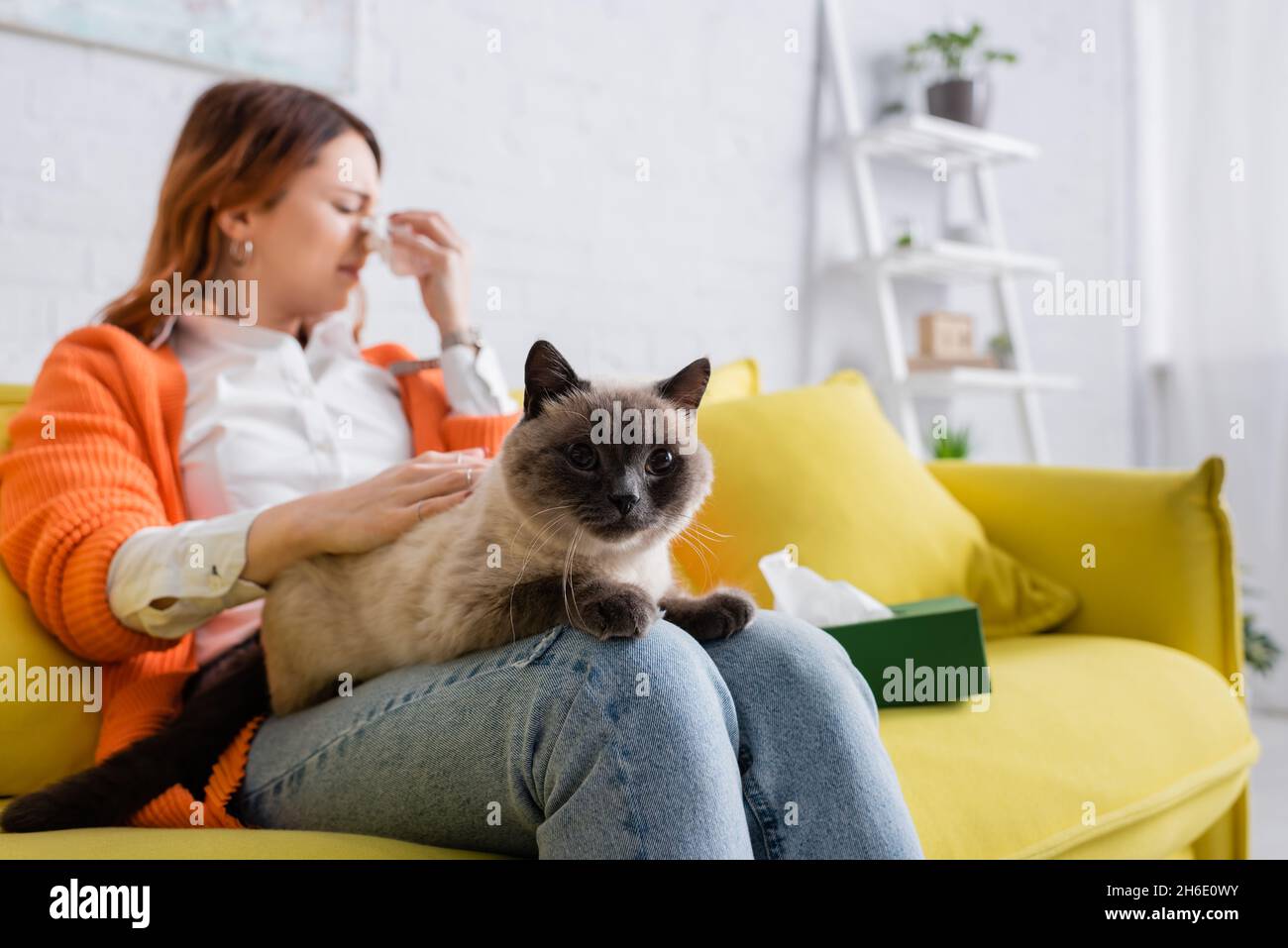 Allergic cat hires stock photography and images Alamy