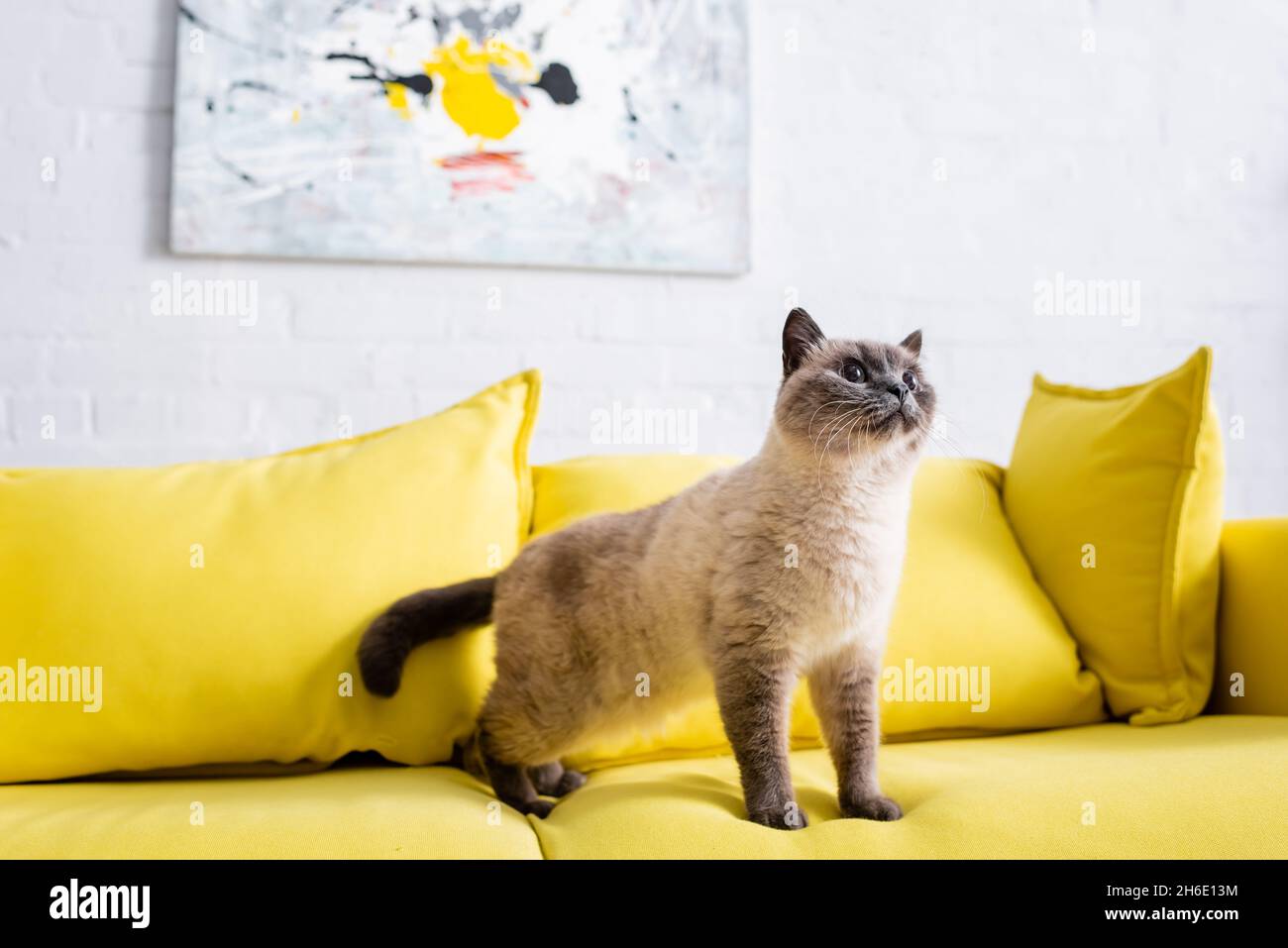 fluffy cat on yellow sofa with soft pillows near blurred picture on wall Stock Photo