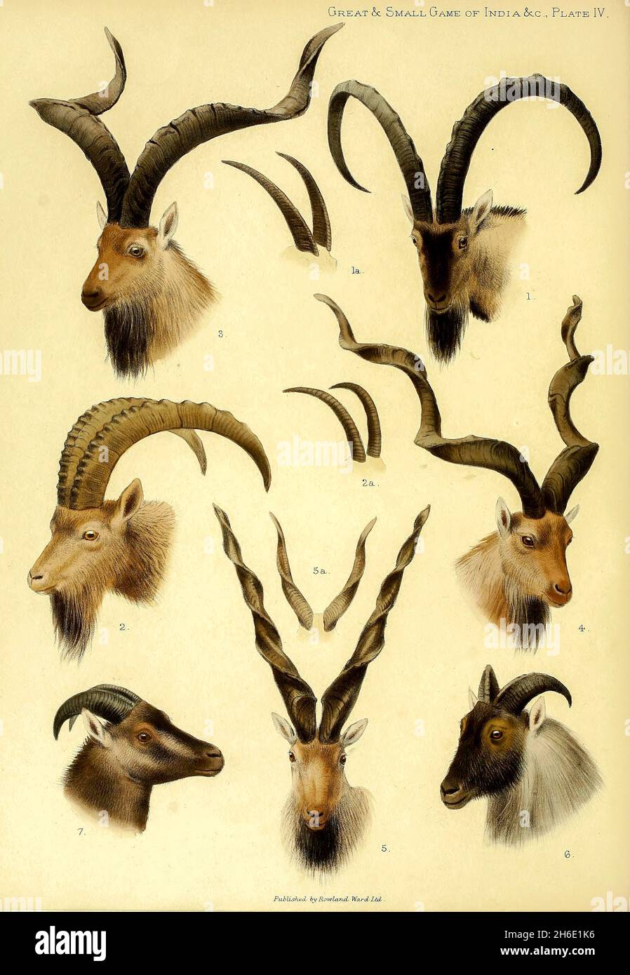 PLATE 4 1, Sind Wild Goat. 2, Himalayan Ibex. 3, Astor Markhor. 4, Pir  Panjal Markhor. 5, Suleman Markhor. 6, Himalayan Tahr. 7, Nilgiri Tahr.  from the book ' The great and