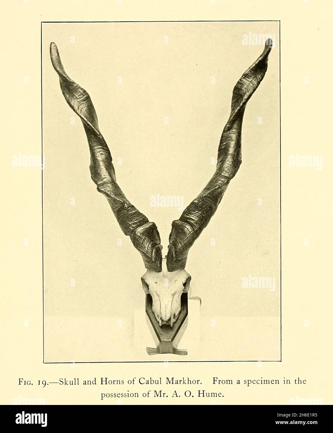 Skull and Horns of Cabul Markhor (Capra falconeri). From a specimen in the possession of Mr. A. O. Hume. from the book ' The great and small game of India, Burma, & Tibet ' by Richard Lydekker, Published in London by R. Ward in 1900 Stock Photo