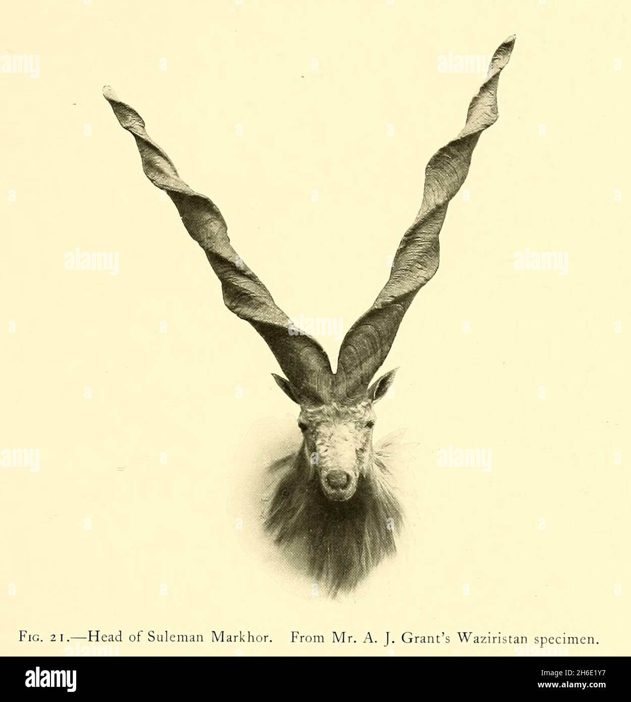 Skull and Horns of Suleman Markhor (Capra falconeri jerdoni). From a specimen in the possession of Mr. A. O. Hume from the book ' The great and small game of India, Burma, & Tibet ' by Richard Lydekker, Published in London by R. Ward in 1900 Stock Photo