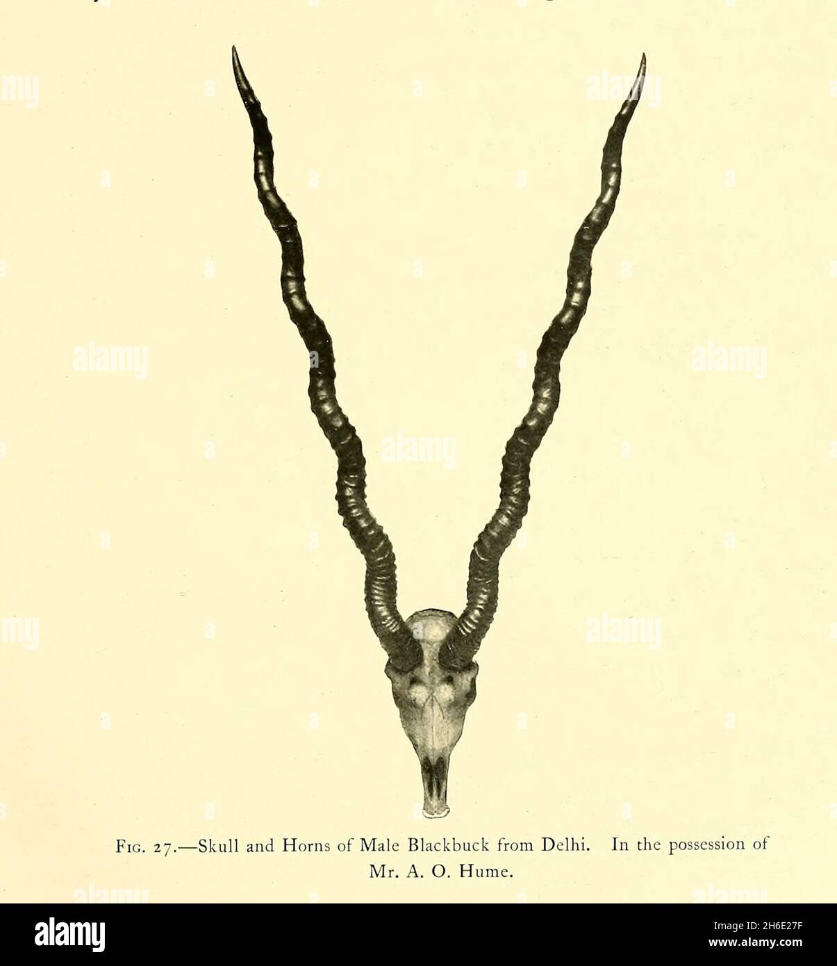 Skull and Horns of Male Blackbuck or Indian antelope (Antilope cervicapra), from Delhi. In the possession of Mr. A. O. Hume. from the book ' The great and small game of India, Burma, & Tibet ' by Richard Lydekker, Published in London by R. Ward in 1900 Stock Photo
