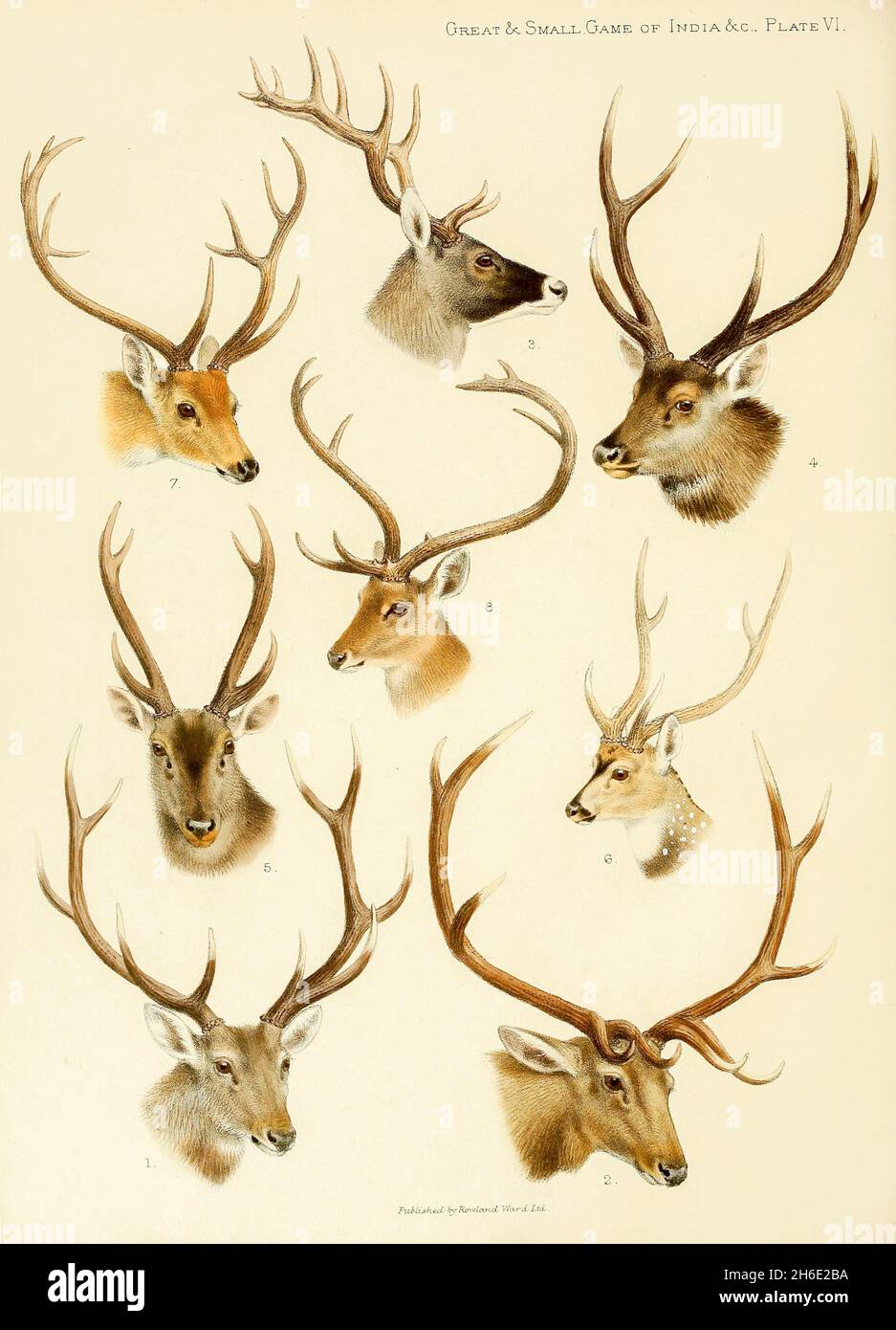 R eldii hires stock photography and images Alamy