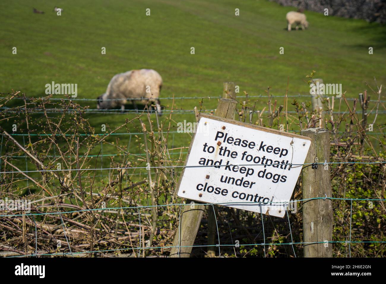 Warning notices during the lambing season on a cumbrian fell Stock Photo