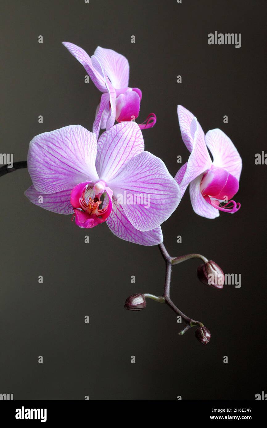Phalaenopsis orchid (commonly known as moth orchid) branch closeup on dark background Stock Photo