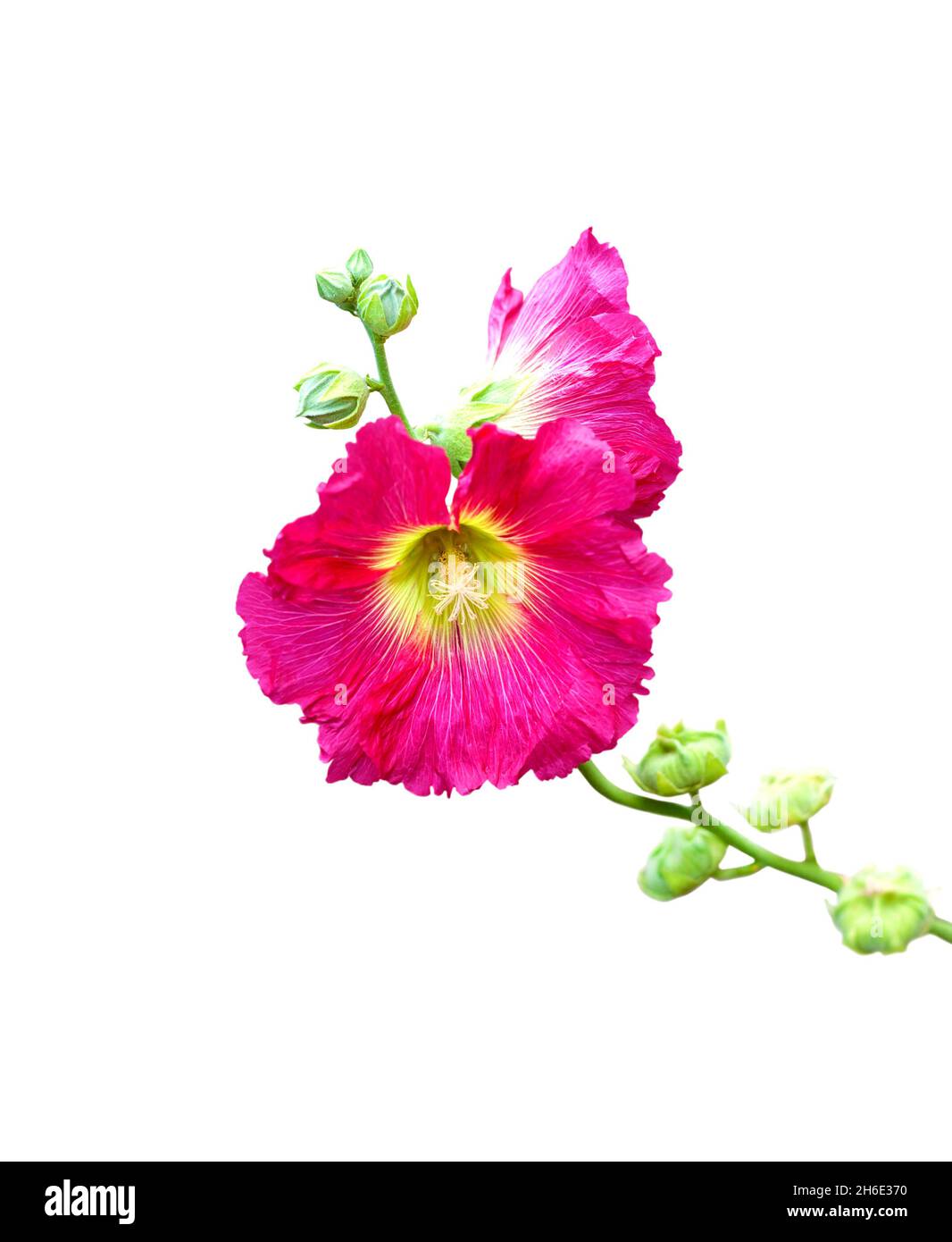 Flower of pink mallow closeup isolated on white background with ...