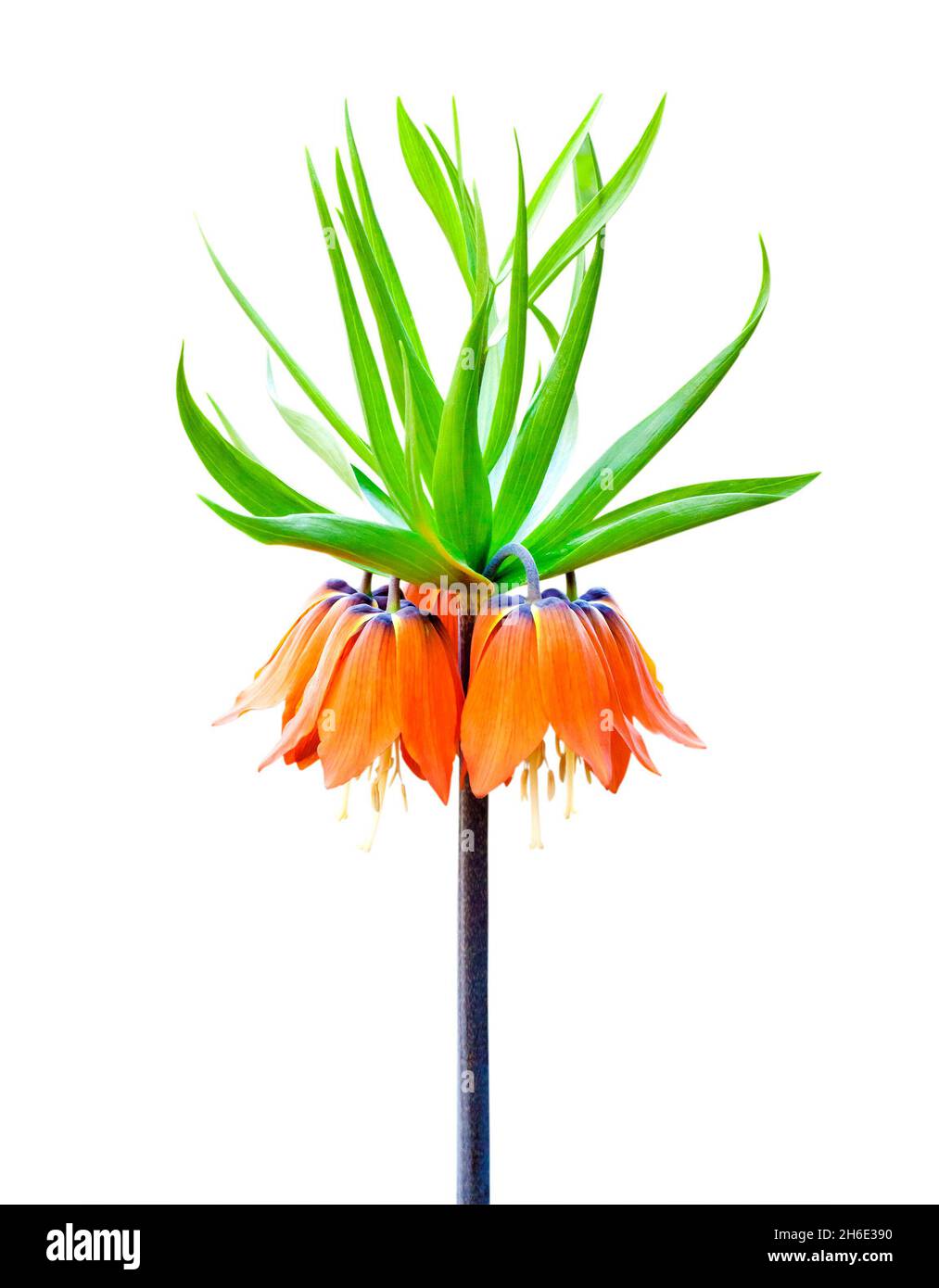 Kaiser's crown (Fritillaria imperialis) flower closeup isolated on white background with clipping path Stock Photo