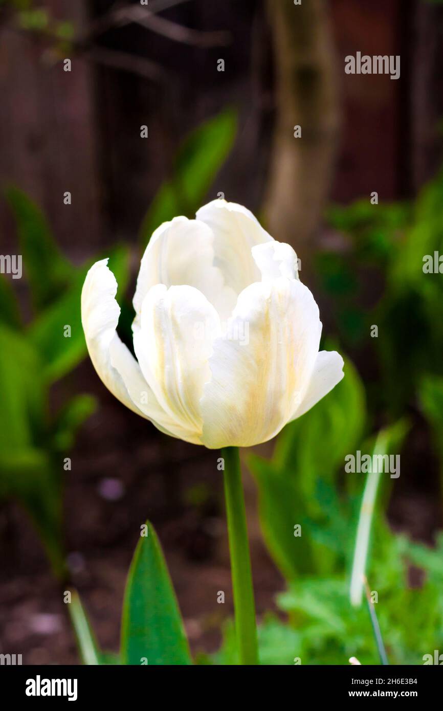Closeup of white varietal tulip in garden Stock Photo - Alamy