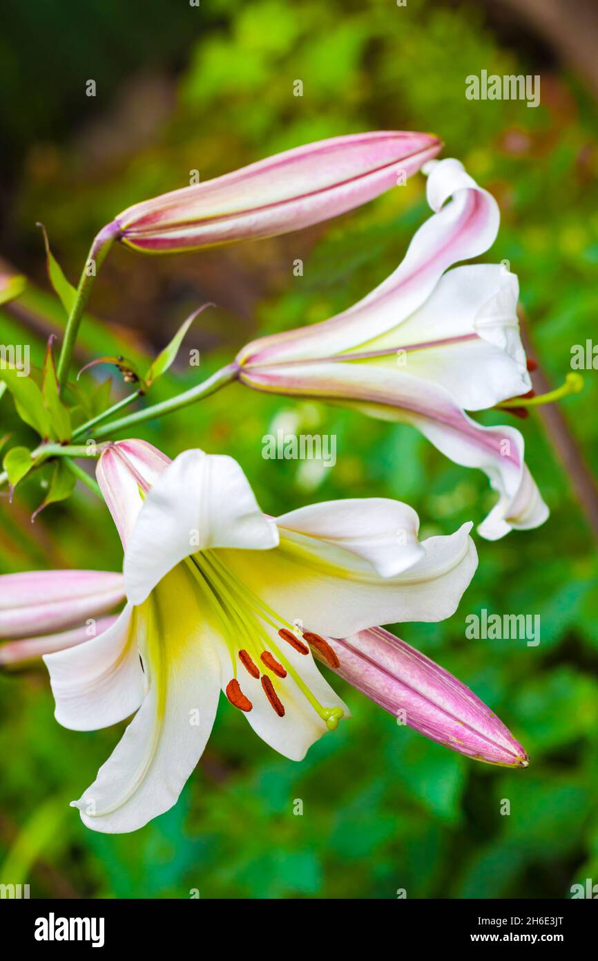 White Lilium regale (called the regal lily, royal lily, king's lily, or the Christmas lily) closeup Stock Photo