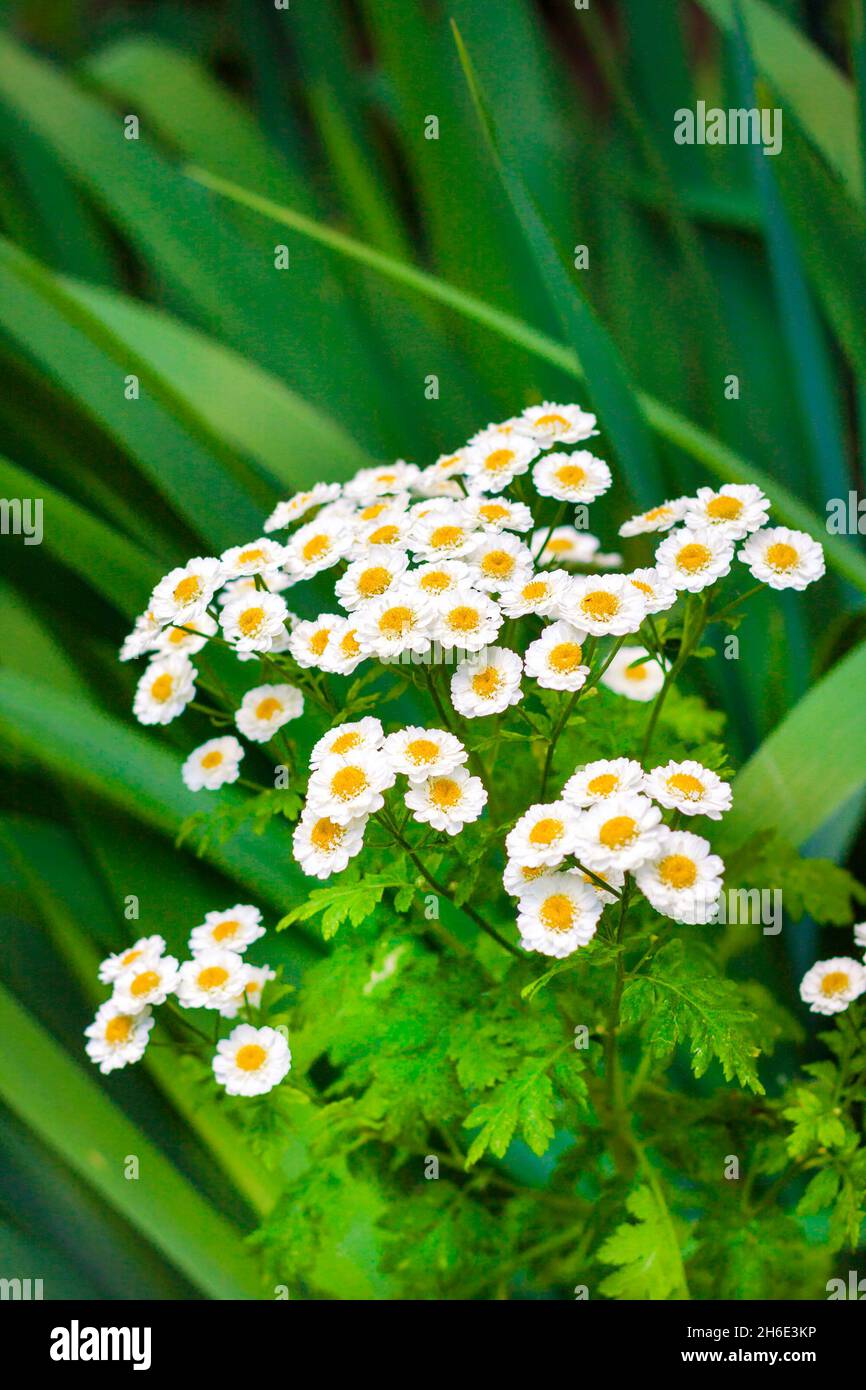 Flowering Pyrethrum closeup. Pyrethrum contains pyrethrin used as an natural insecticide Stock Photo