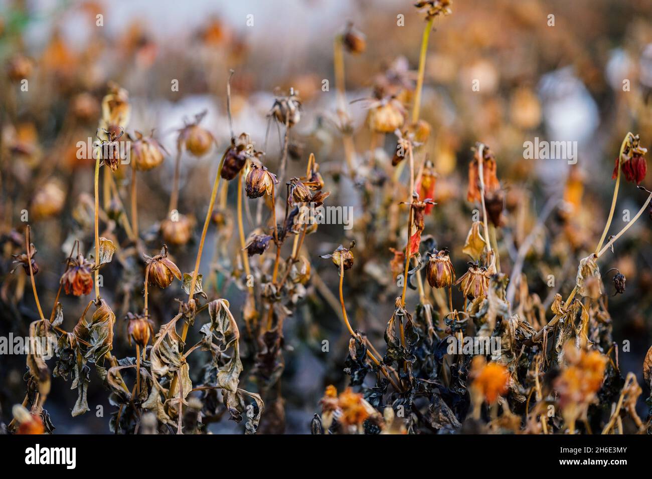 Withered flowers. In the autumn garden at sunset. Selective focus with shallow depth of field. Stock Photo
