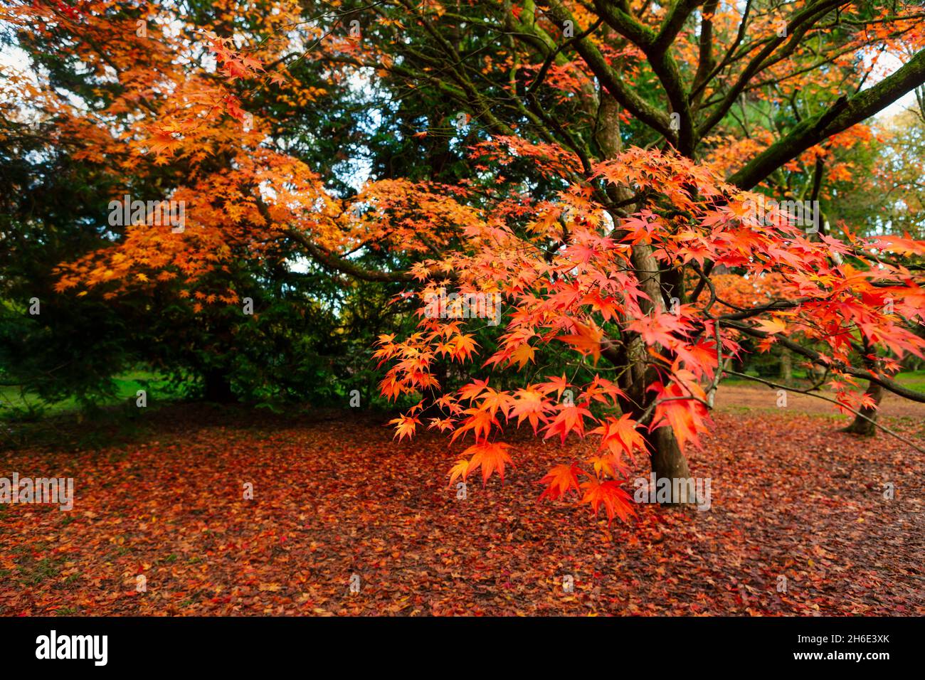 Japanese maples sunlight hi-res stock photography and images - Alamy