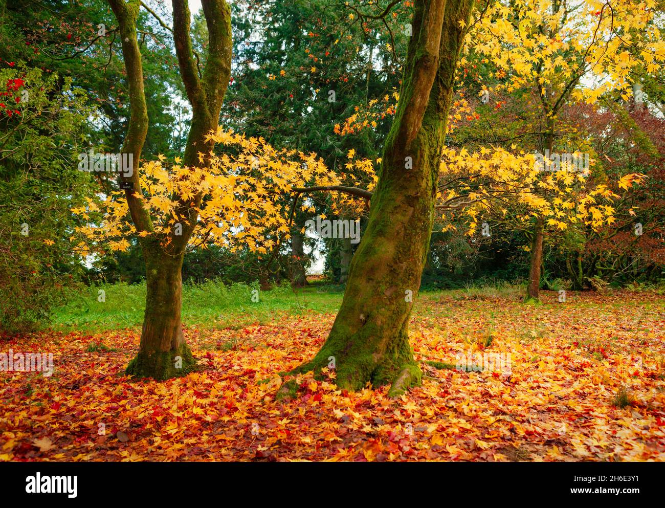 Japanese maples sunlight hi-res stock photography and images - Alamy