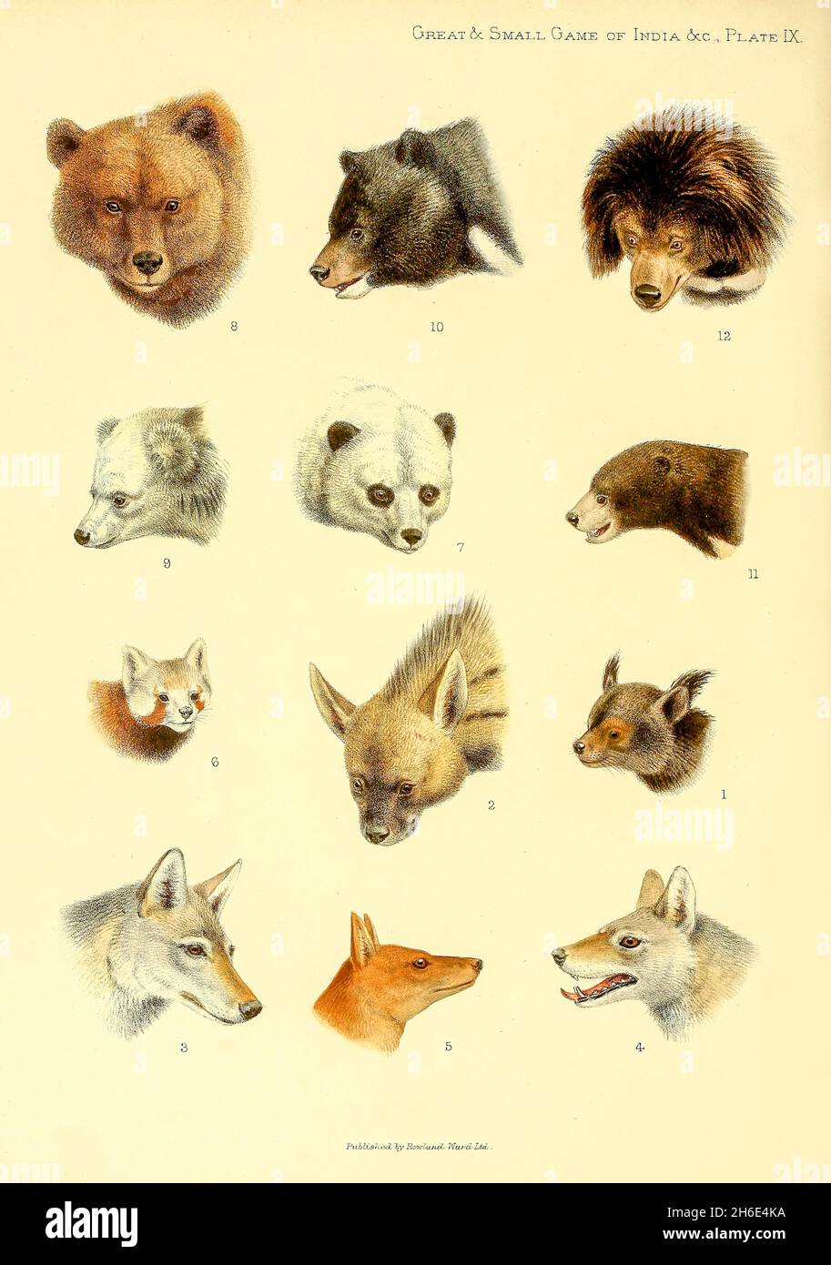 PLATE 9 1. Binturong, 2. Striped Hyaena,  3. Tibetan Wolf, 4. Indian Wolf, 5. Wild Dog, 6. Himalayan Panda, 7. Short-tailed Panda, 8.Himalayan Brown Bear, 9. Tibetan Blue Bear, 10. Himalayan Black Bear, 11. Malay Bear, 12. Sloth-Bear, from the book ' The great and small game of India, Burma, & Tibet ' by Richard Lydekker, Published in London by R. Ward in 1900 Stock Photo