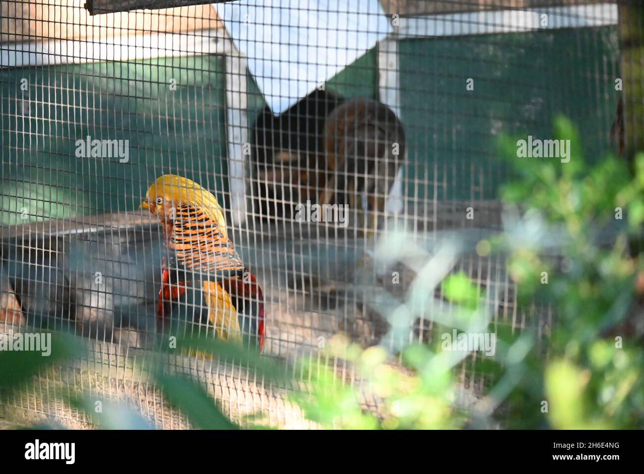 Yellow Wild Bird sits in the Cage Stock Photo