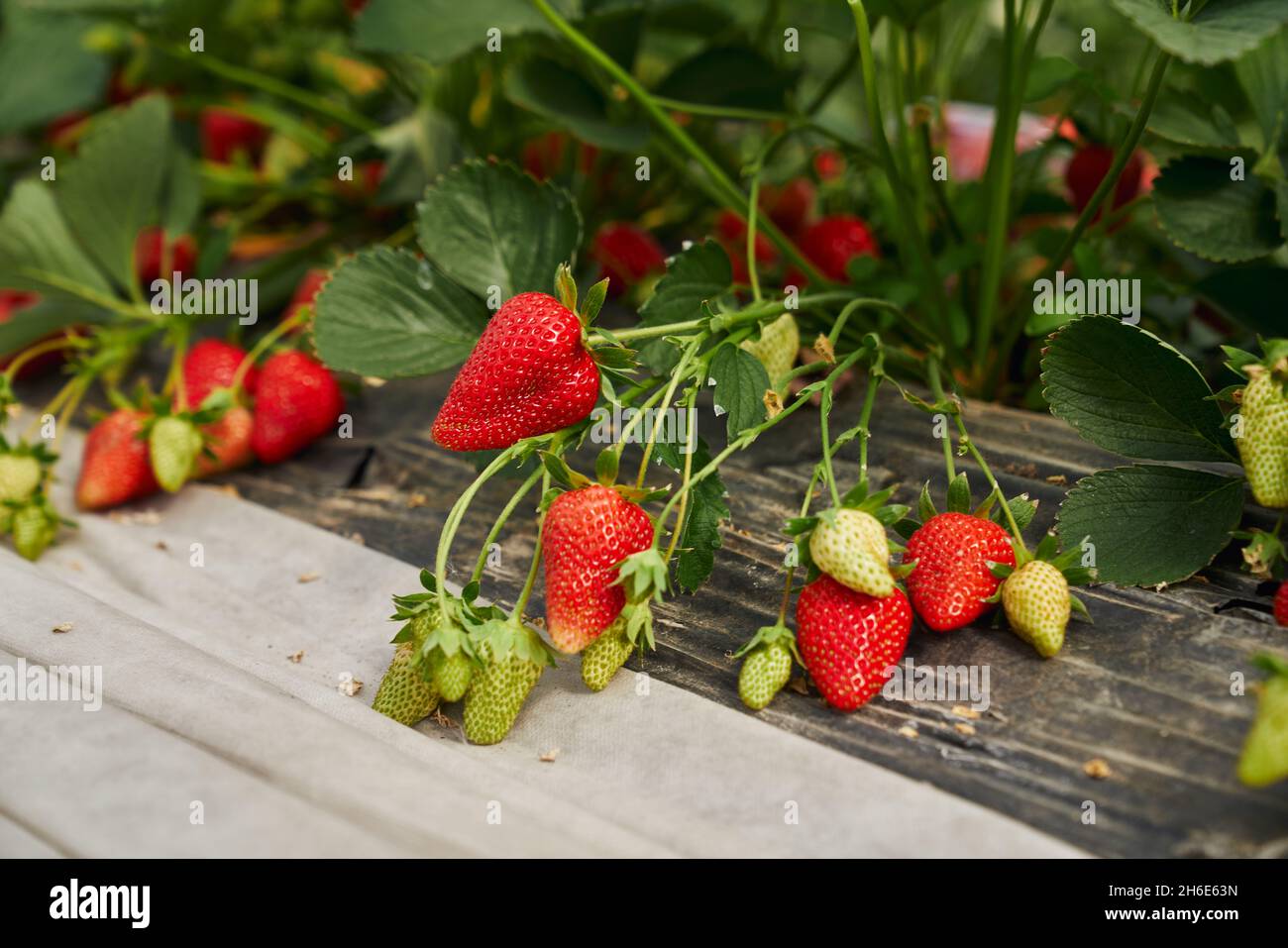 Strawberries Growing In Garden