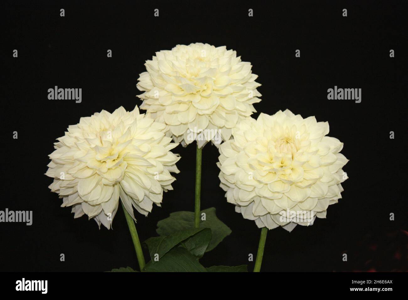 Dahlia blooms hi-res stock photography and images - Alamy