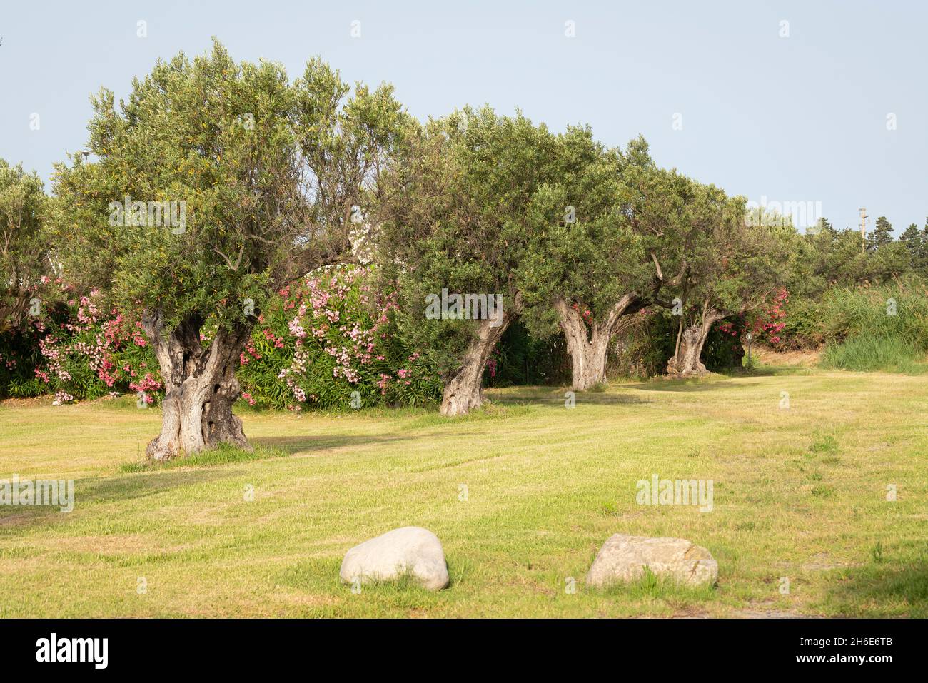 Olive grove calabria italy hi-res stock photography and images - Alamy