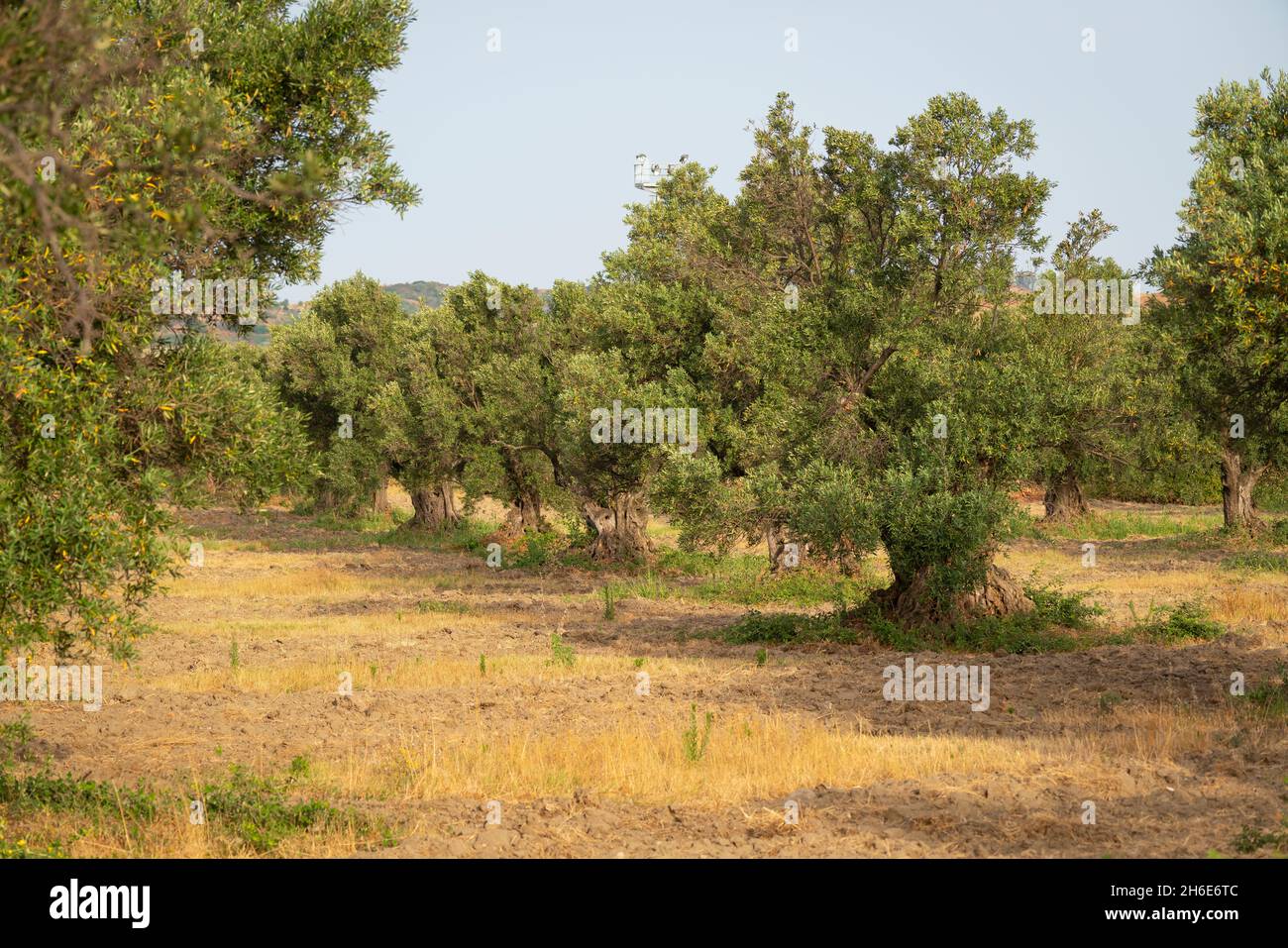Olive trees calabria italy hi-res stock photography and images - Alamy