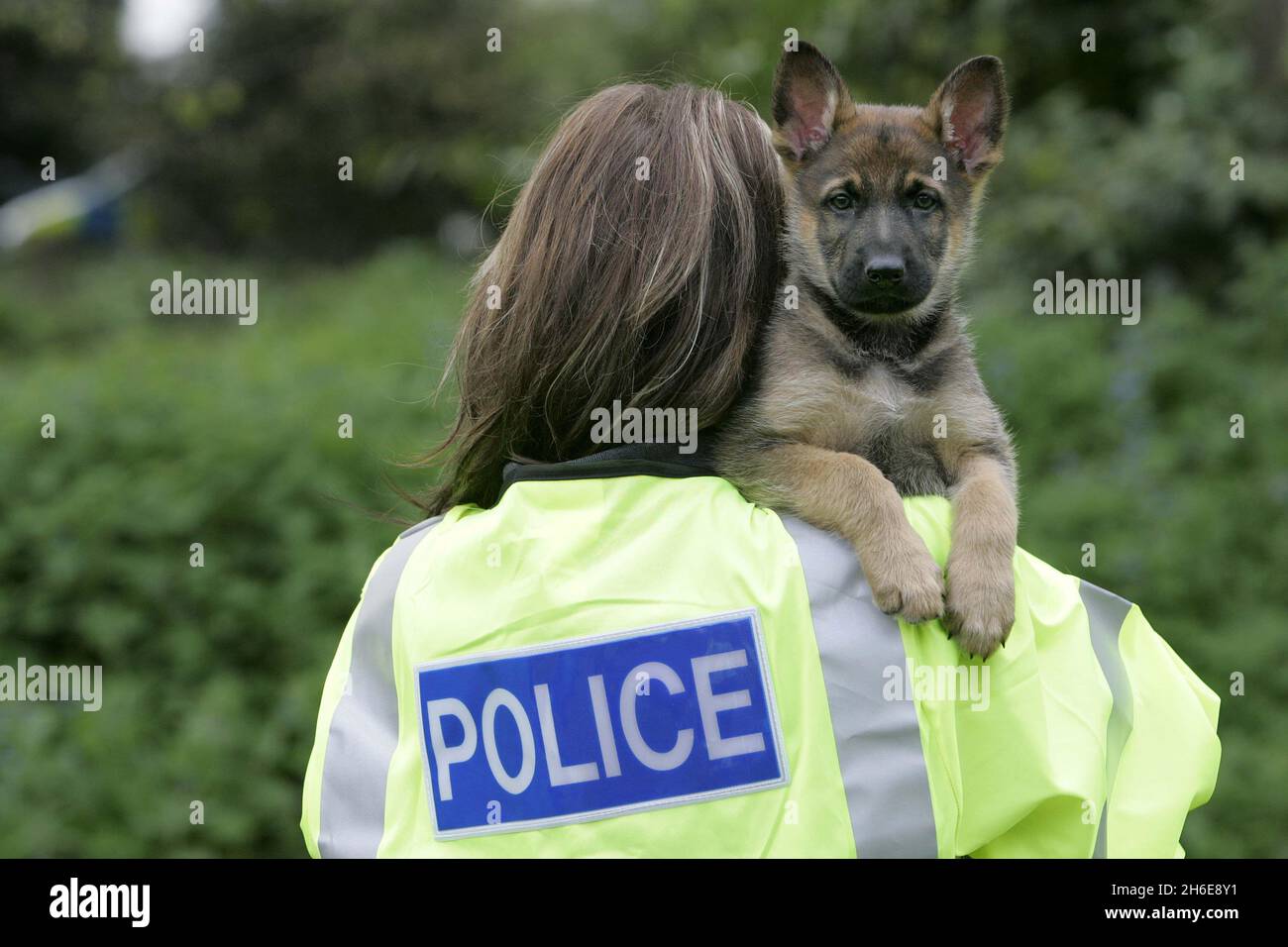File image of an Alsatian police dog puppy. An investigation is underway  after two police dogs died after they were left inside a hot car at the police  dog training centre in