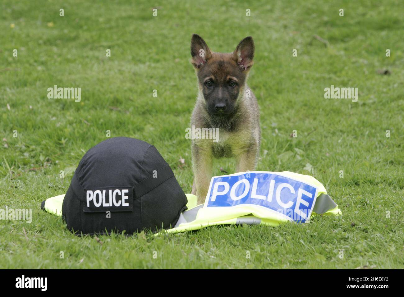 File image of an Alsatian police dog puppy. An investigation is ...