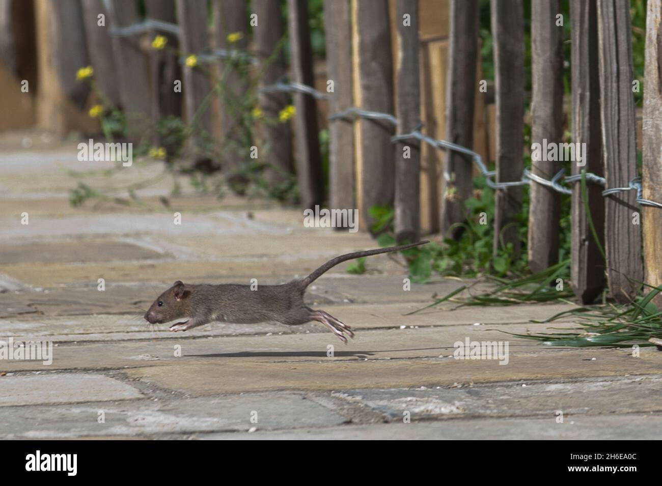 Rat infestation at the Olympic Site in Stratford- Rats pictured at the ...