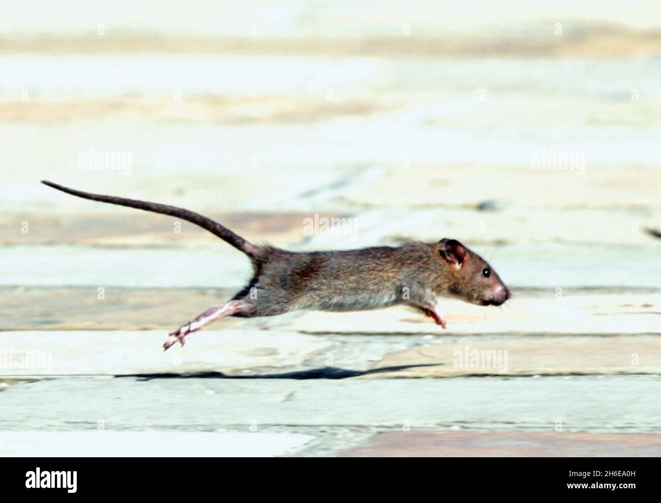 Rat infestation at the Olympic Site in Stratford- Rats pictured at the ...