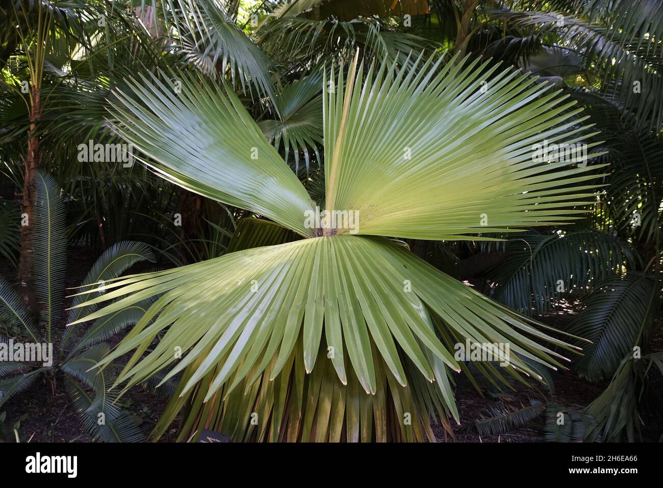 Unique shape leaf of Petticoat Palm tree Stock Photo - Alamy