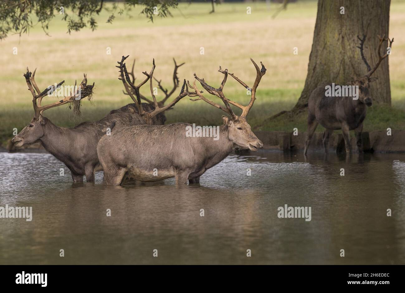 Deer enjoy the warm weather at the Woburn Abbey Deer Park in Bedfordshire, one of the largest private conservation parks in Europe.  Stock Photo