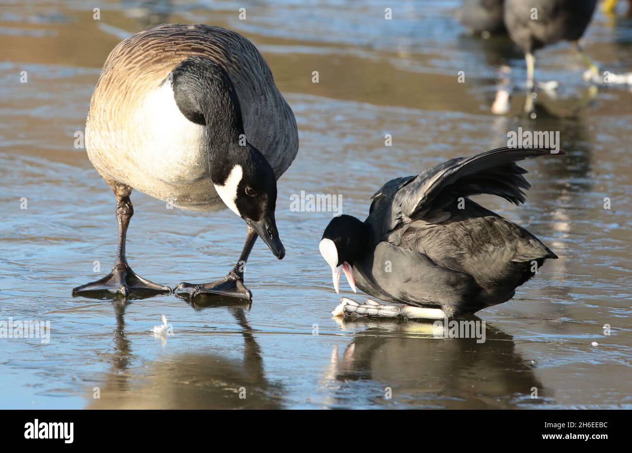 Birds slide on a icy pond in East London. Stock Photo