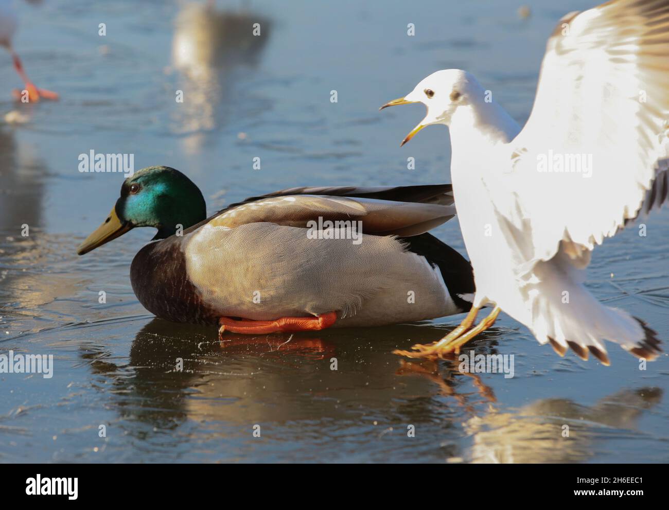 Birds slide on a icy pond in East London. Stock Photo