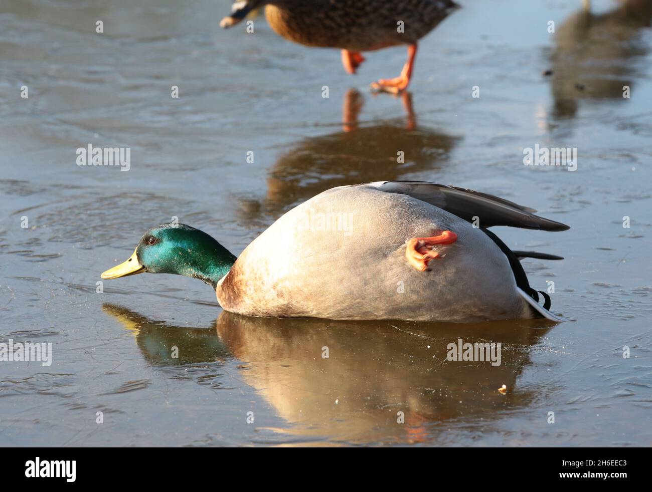 A duck slides on a icy pond in East London. Stock Photo