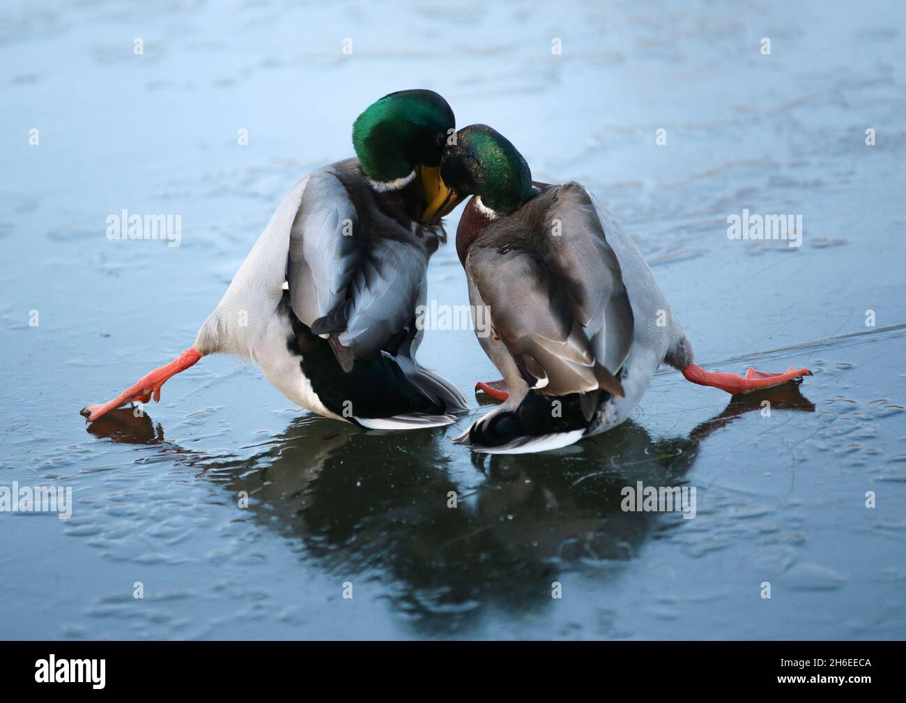 Two ducks hold each other up as they slide on a icy pond in East London. Stock Photo