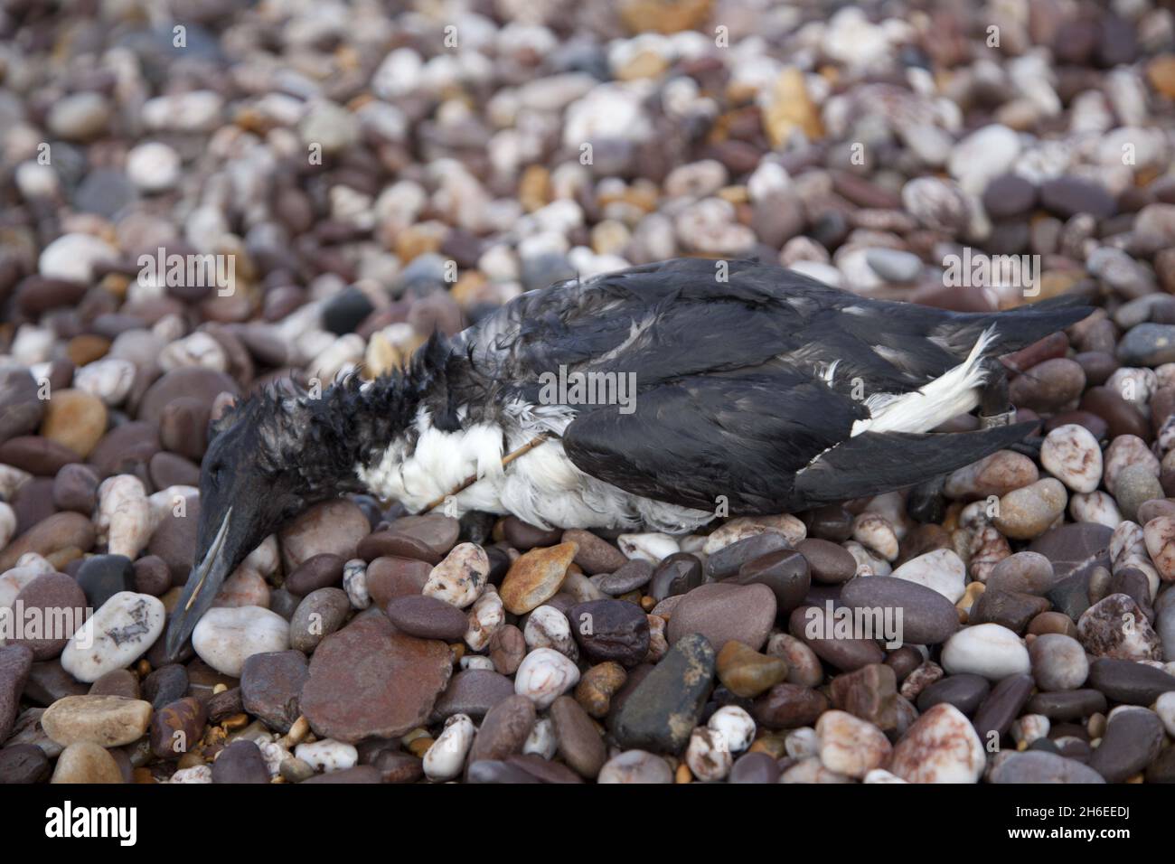 Hundreds of birds have been washed-up along the south coast, covered in an unidentified 'creamy, waxy substance'.  Picture shows: A dead guillemot on West Bay Stock Photo