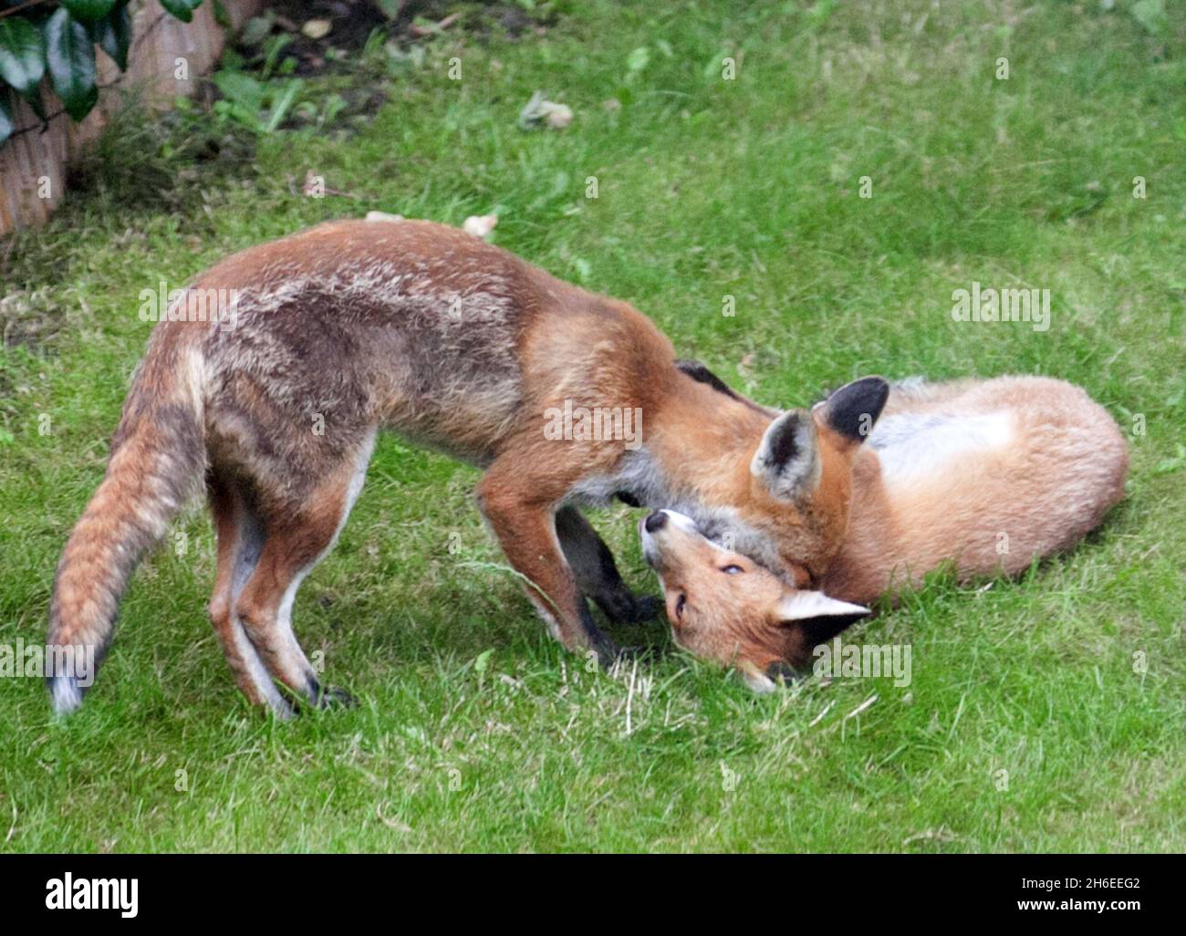 Fox attack on child in South East London A fox photographed in a