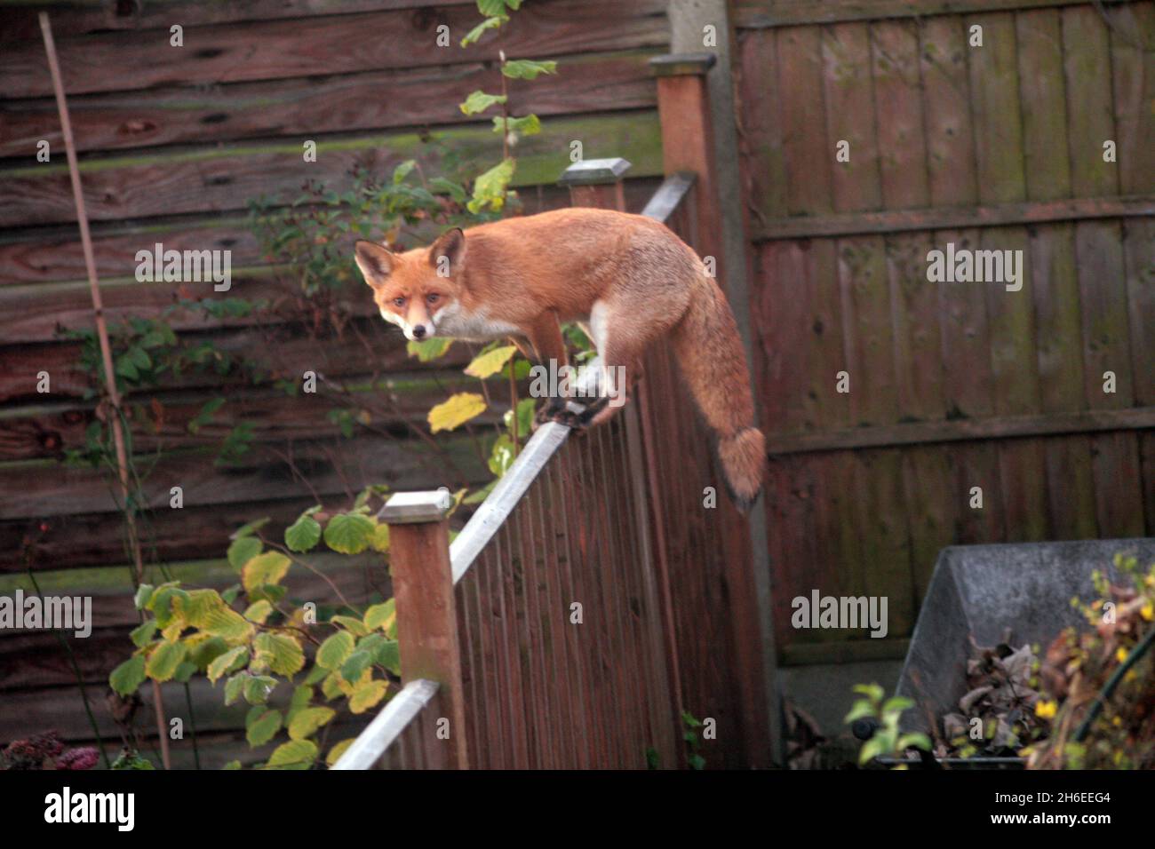 Can A Fox Kill A Jack Russell