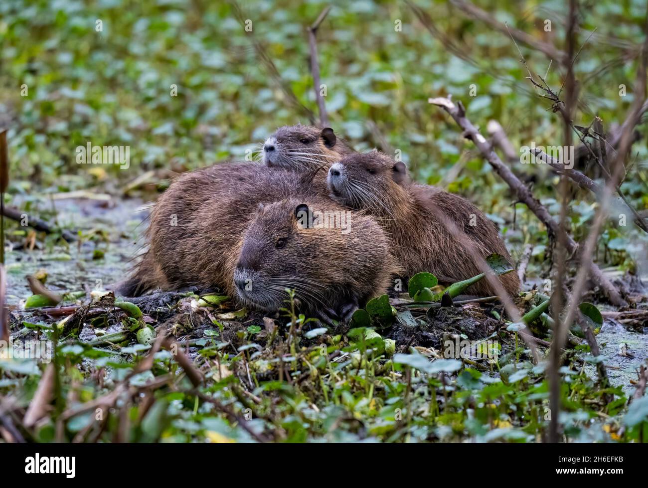 Nucha Rats Nutria rat family hi-res stock photography and images - Alamy