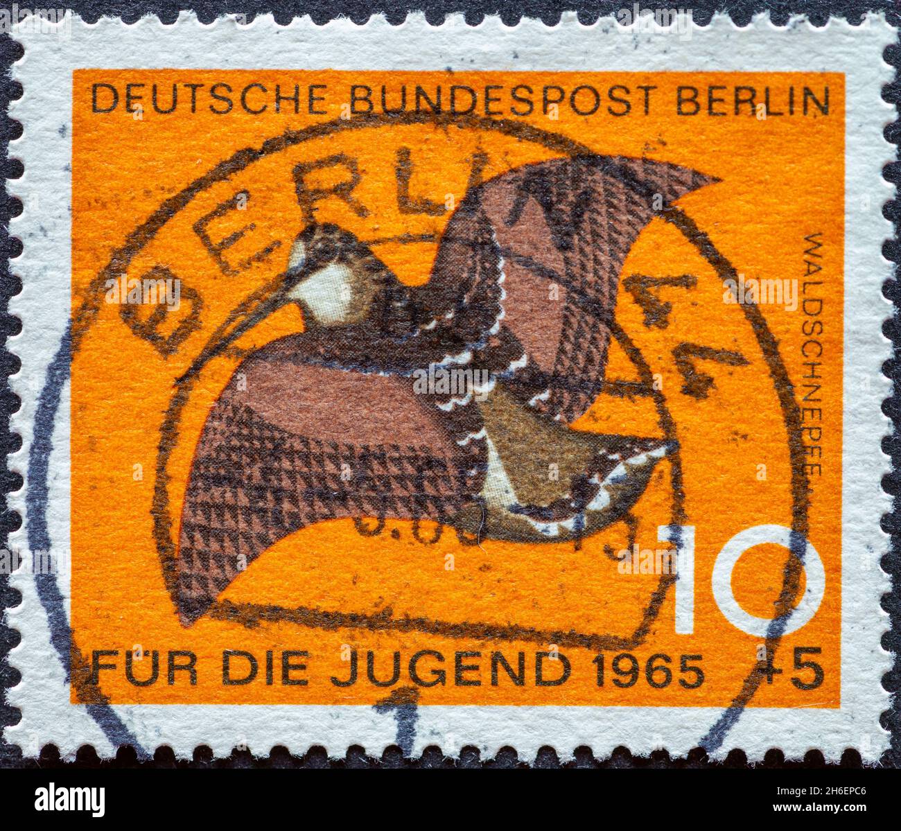 GERMANY, Berlin - CIRCA 1965: a postage stamp from Germany, Berlin showing special wildlife birds: woodcock charity postal stamp for youngsters Stock Photo