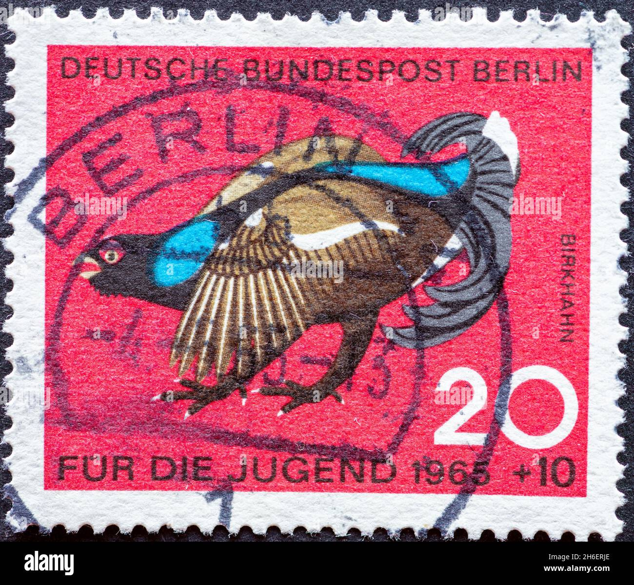 GERMANY, Berlin - CIRCA 1965: a postage stamp from Germany, Berlin showing special wildlife birds: blackcock charity postal stamp for youngsters Stock Photo