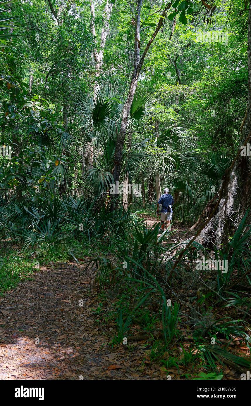 curved path through woods, dappled sunlight, shade, senior man walking, knee brace, exercise, recreation, Paynes Prairie State Park, Florida, Micanopy Stock Photo