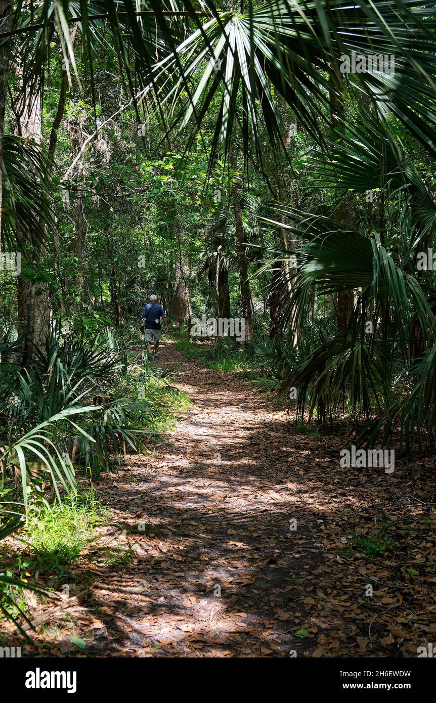 curved path through woods, dappled sunlight, shade, senior man walking, knee brace, exercise, recreation, Paynes Prairie State Park, Florida,Paynes Pr Stock Photo