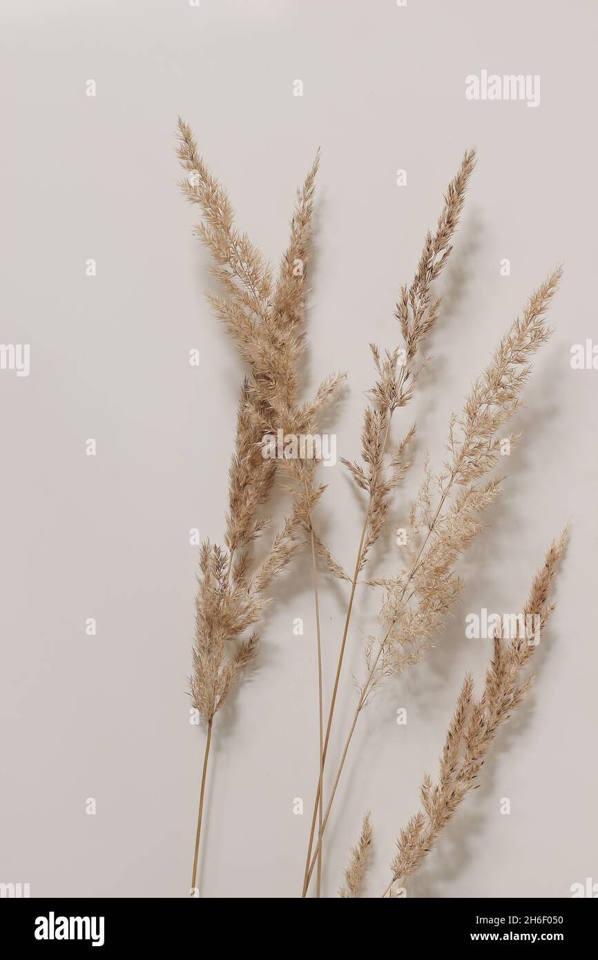 Close-up of beautiful dry grass bouquet. Festuca plant. Botanical texture. Beige wall background. Floral home decoration. Natural detail. Feminine Stock Photo